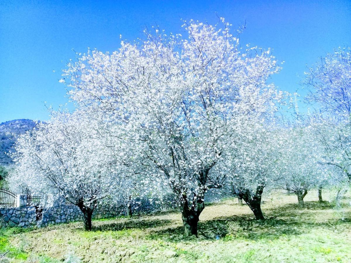 Mavi Kelebek Datca Bagian luar foto